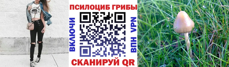 блэк спрут как зайти  даркнет сайт  Ярославль  Галлюциногенные грибы Psilocybine cubensis 